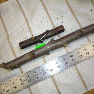 Peach Tree Branches for Crafting Isopods Reptiles  Terarrium  Jararrium Vivarium